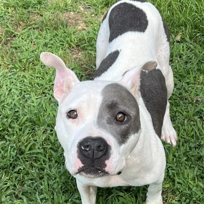 An adult medium-sized female White / Cream Pit Bull Terrier dog named Mercy for adoption in Blairsville, GA