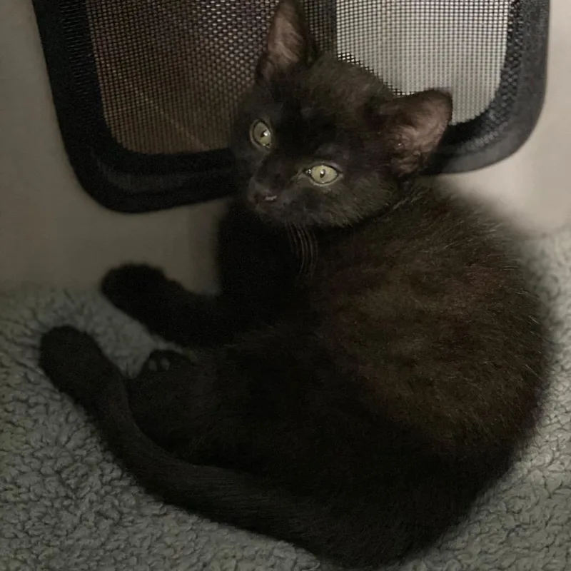 A baby small-sized female Black American Shorthair cat named Willow for adoption in Fredericksburg, TX