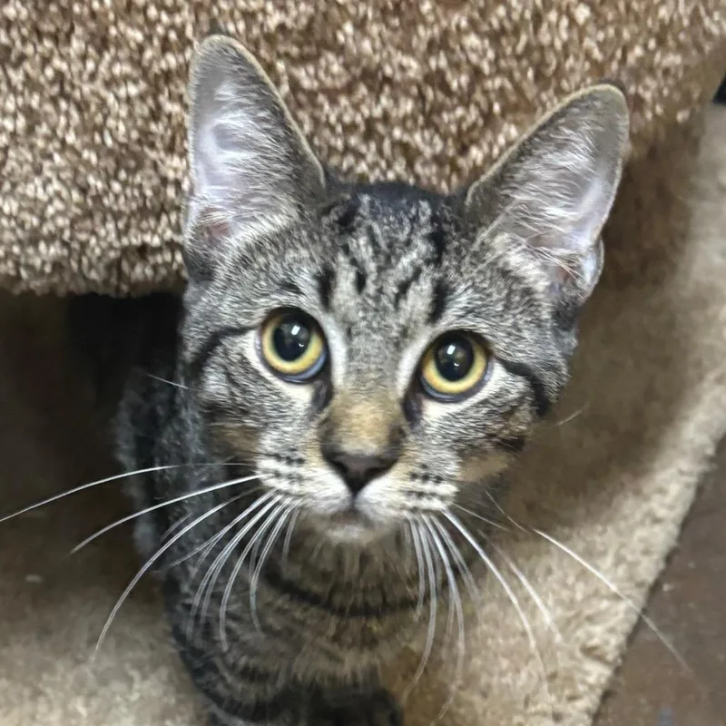 A baby medium-sized male Gray / Blue / Silver Domestic Short Hair cat named Ellis for adoption in Springfield, MO