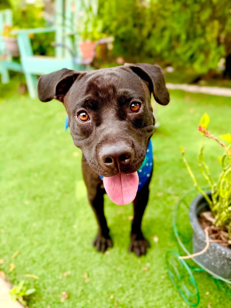 A young medium-sized male Black Staffordshire Bull Terrier dog named Bruno for adoption in Gregory, TX