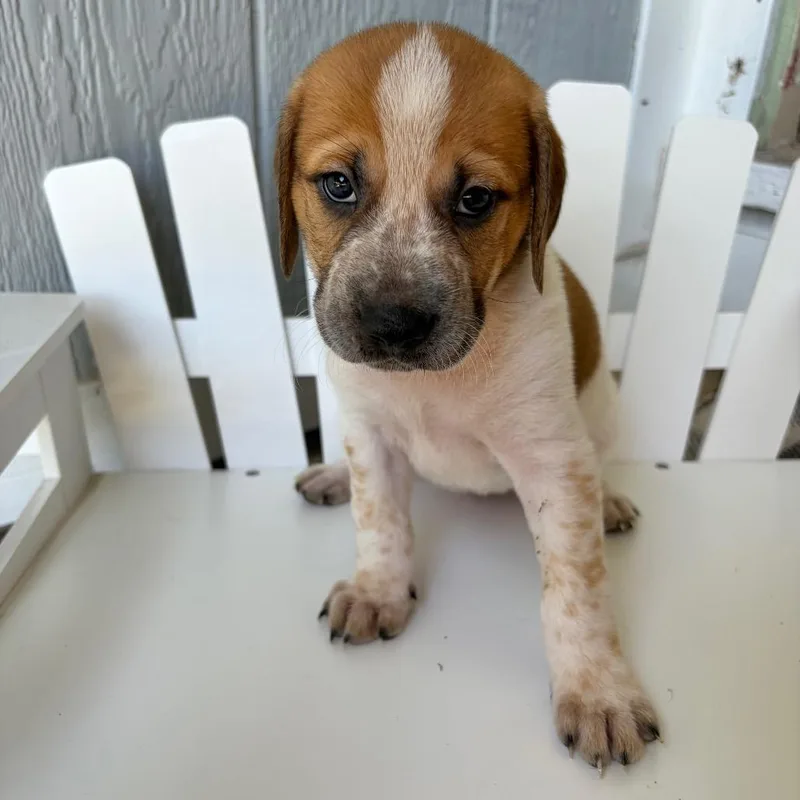 A baby medium-sized female White / Cream Mixed Breed dog named Bristol for adoption in Fredericksburg, TX