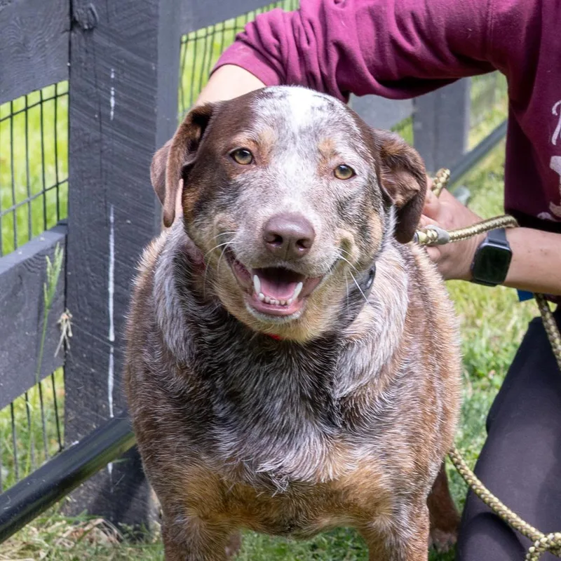 A young large-sized male Merle (Red) Cattle Dog dog named Major    for adoption in West Grove, PA