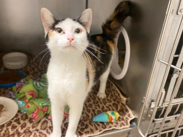 A young small-sized female Domestic Short Hair cat named Sarafina for adoption in Fort Wayne, IN