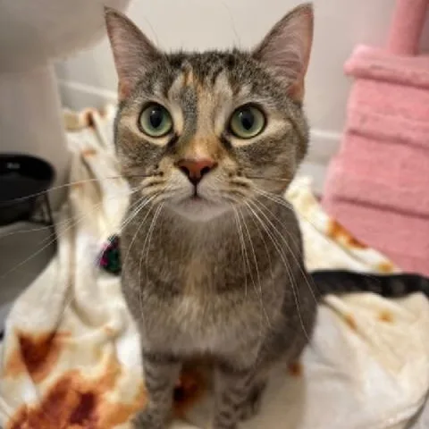 An adult medium-sized female Torbie Domestic Short Hair cat named Mayo for adoption in Richmond, VA