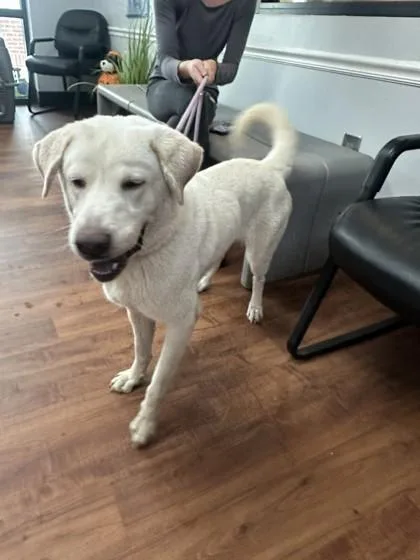 An adult large-sized male Labrador Retriever dog named Paul for adoption in Savannah, GA