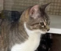 An adult medium-sized female Tabby (Gray / Blue / Silver) Tuxedo cat named Princess for adoption in Parker, TX