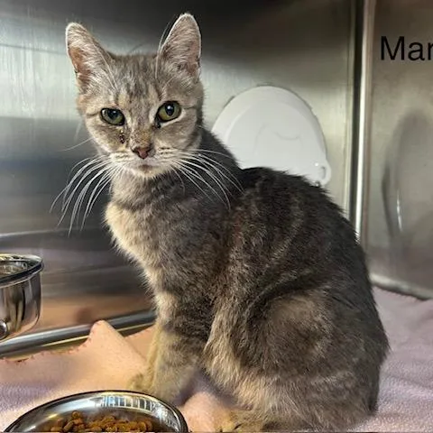 An adult small-sized female Gray / Blue / Silver Domestic Short Hair cat named Margo for adoption in Knoxville, TN
