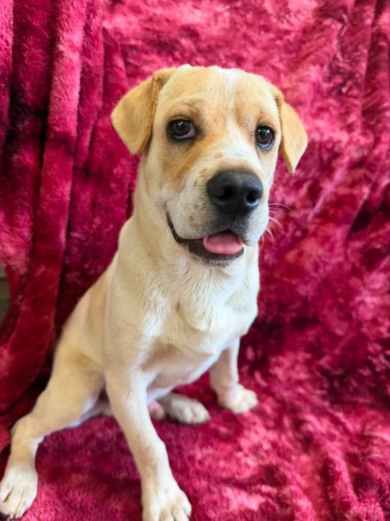 A baby medium-sized male Mixed Breed dog named Cash for adoption in Lagrange, IN