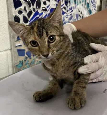 A baby small-sized female Domestic Short Hair cat named Kamilah for adoption in Pensacola, FL