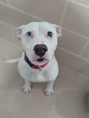 A young medium-sized female Pit Bull Terrier dog named Ribbon for adoption in Dayton, OH