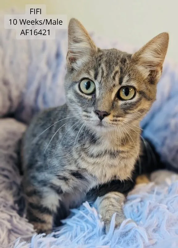 Fifi
