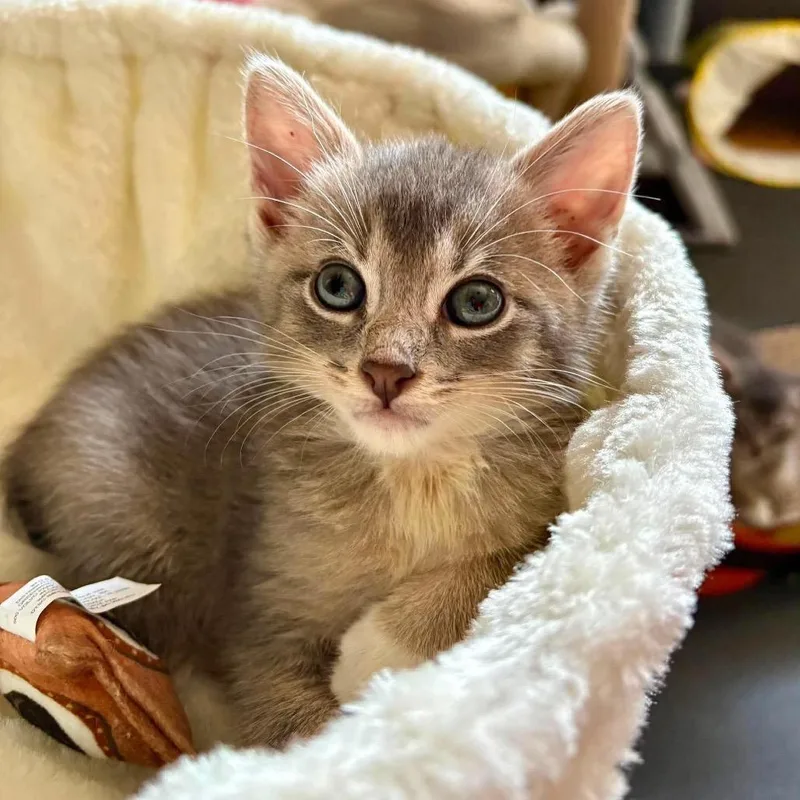 A baby small-sized female Gray / Blue / Silver Domestic Short Hair cat named Sage for adoption in Fort Lauderdale, FL