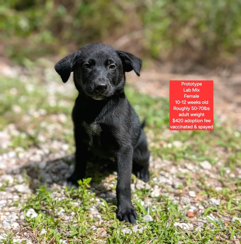 A baby large-sized female Black Labrador Retriever dog named Prototype for adoption in Oviedo, FL