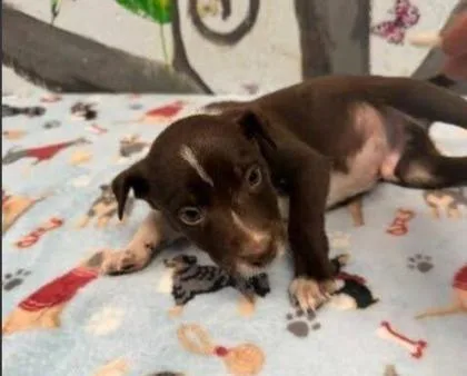 A baby medium-sized male Mixed Breed dog named Gulliver for adoption in West Chester, PA