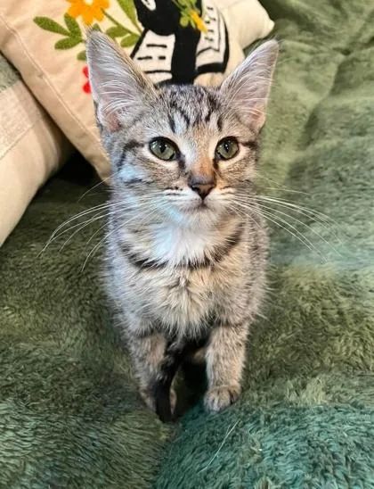 A baby medium-sized female Tabby (Gray / Blue / Silver) Domestic Short Hair cat named Laverne for adoption in Warr Acres, OK