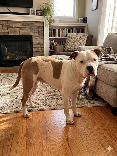 An adult medium-sized female Mixed Breed dog named Fauna for adoption in Jacksonville, FL