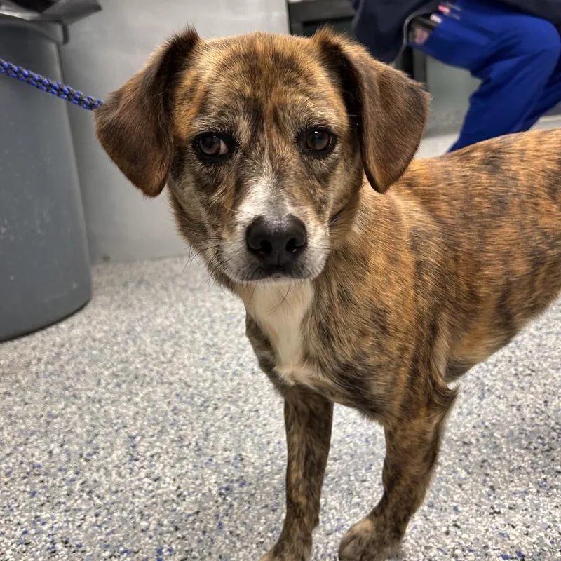 An adult small-sized male Brown / Chocolate Basset Hound dog named Tigger for adoption in Greenville, SC