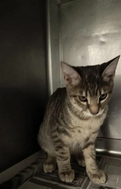 A baby medium-sized male Domestic Short Hair cat named Tigre for adoption in Chatsworth, CA