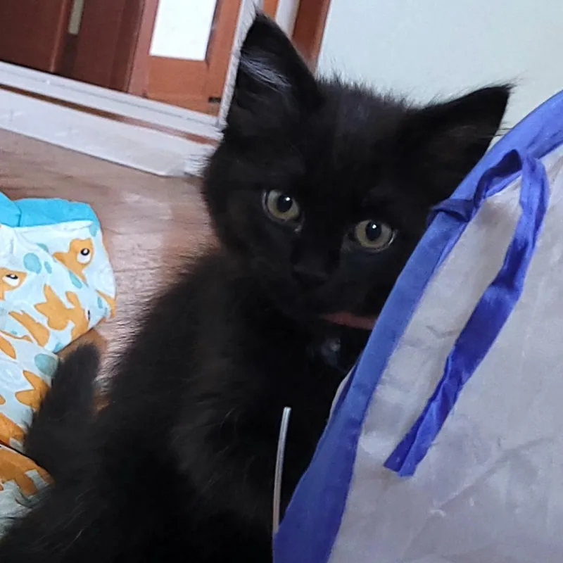 A baby small-sized female Black Domestic Medium Hair cat named Helen for adoption in Keizer, OR