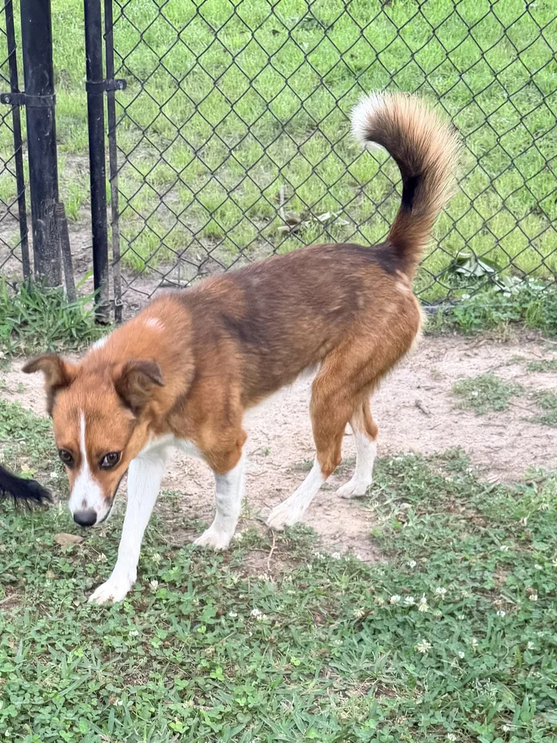 An adult small-sized male Tricolor (Brown, Black, & White) Australian Shepherd dog named Victor for adoption in Baker, LA