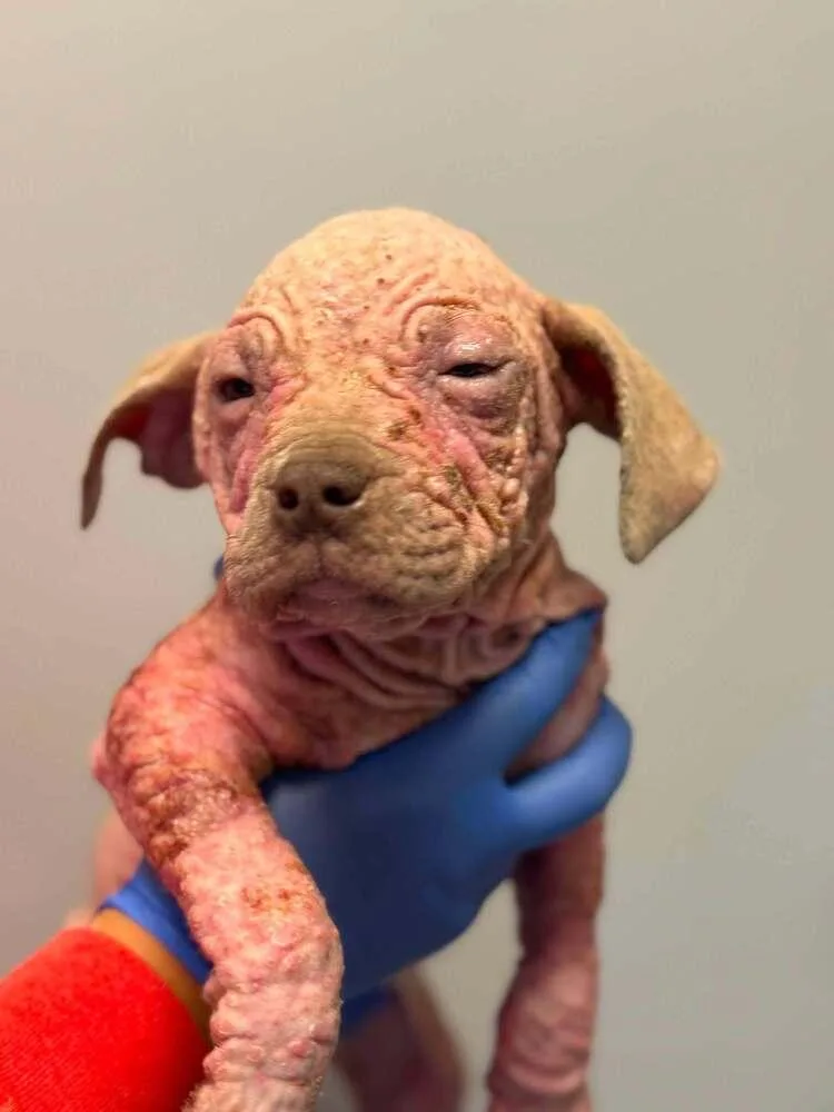 A baby medium-sized male Pit Bull Terrier dog named Dash for adoption in New York, NY