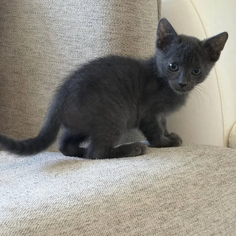A baby small-sized male Gray / Blue / Silver Russian Blue cat named Vivarium for adoption in Austin, TX