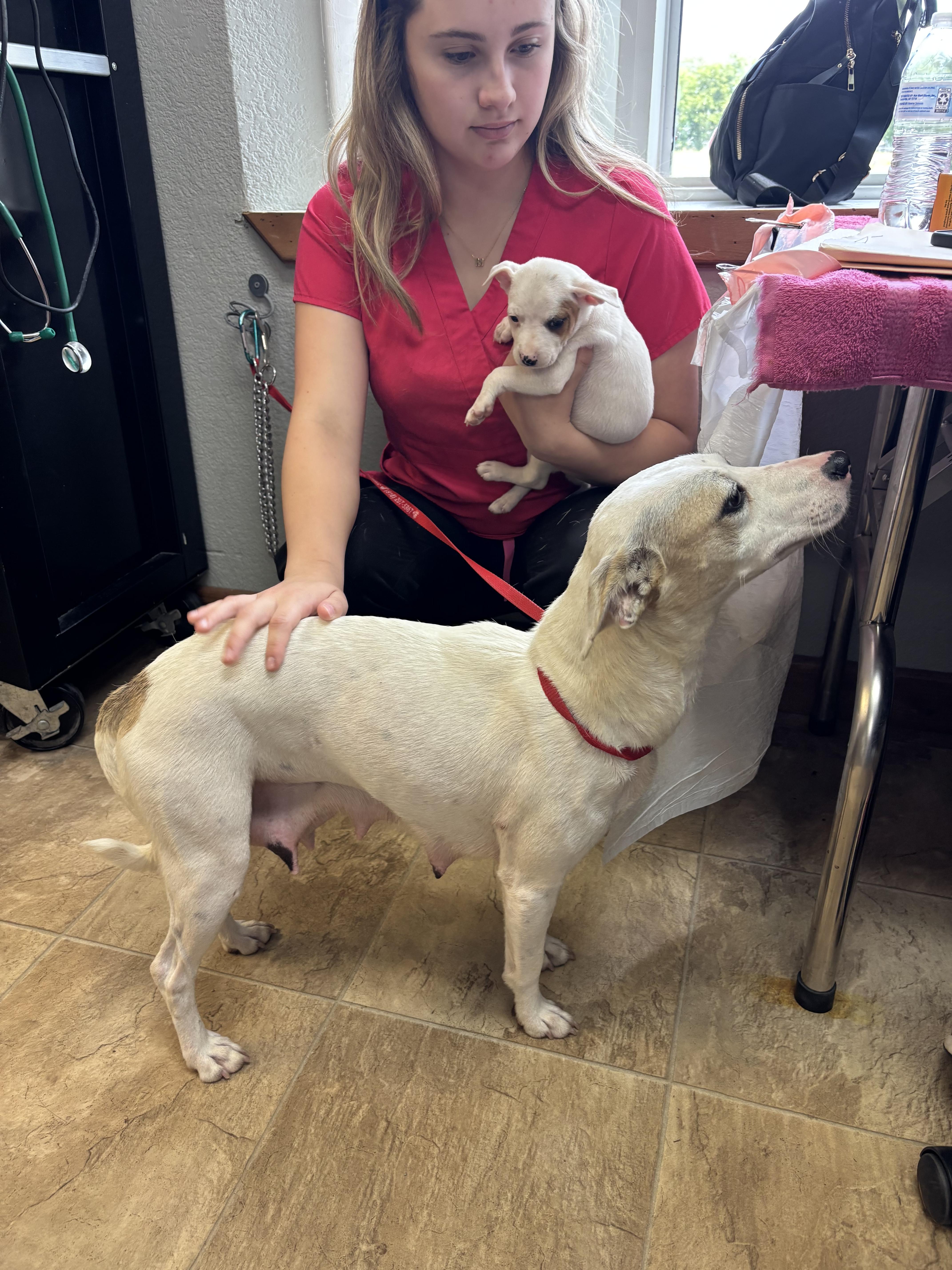 A baby medium-sized female Jack Russell Terrier dog named Tabitha for adoption in Welling, OK