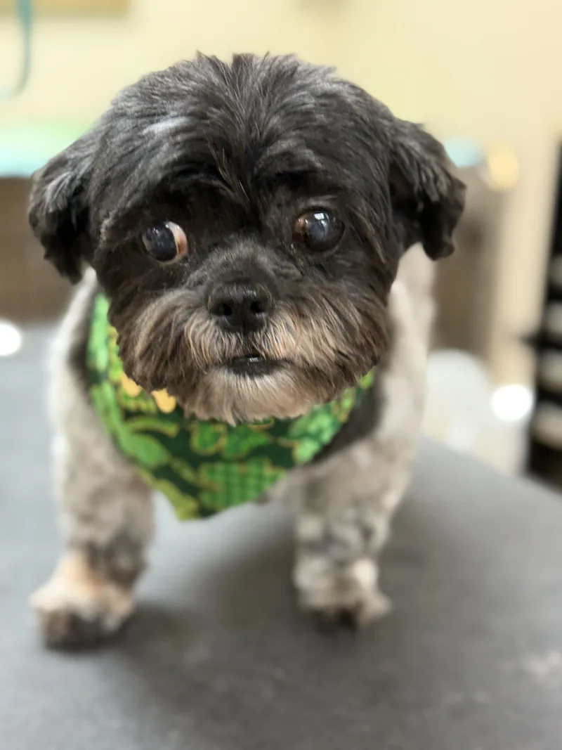 A senior small-sized female Shih Tzu dog named Sissy for adoption in Littleton, CO