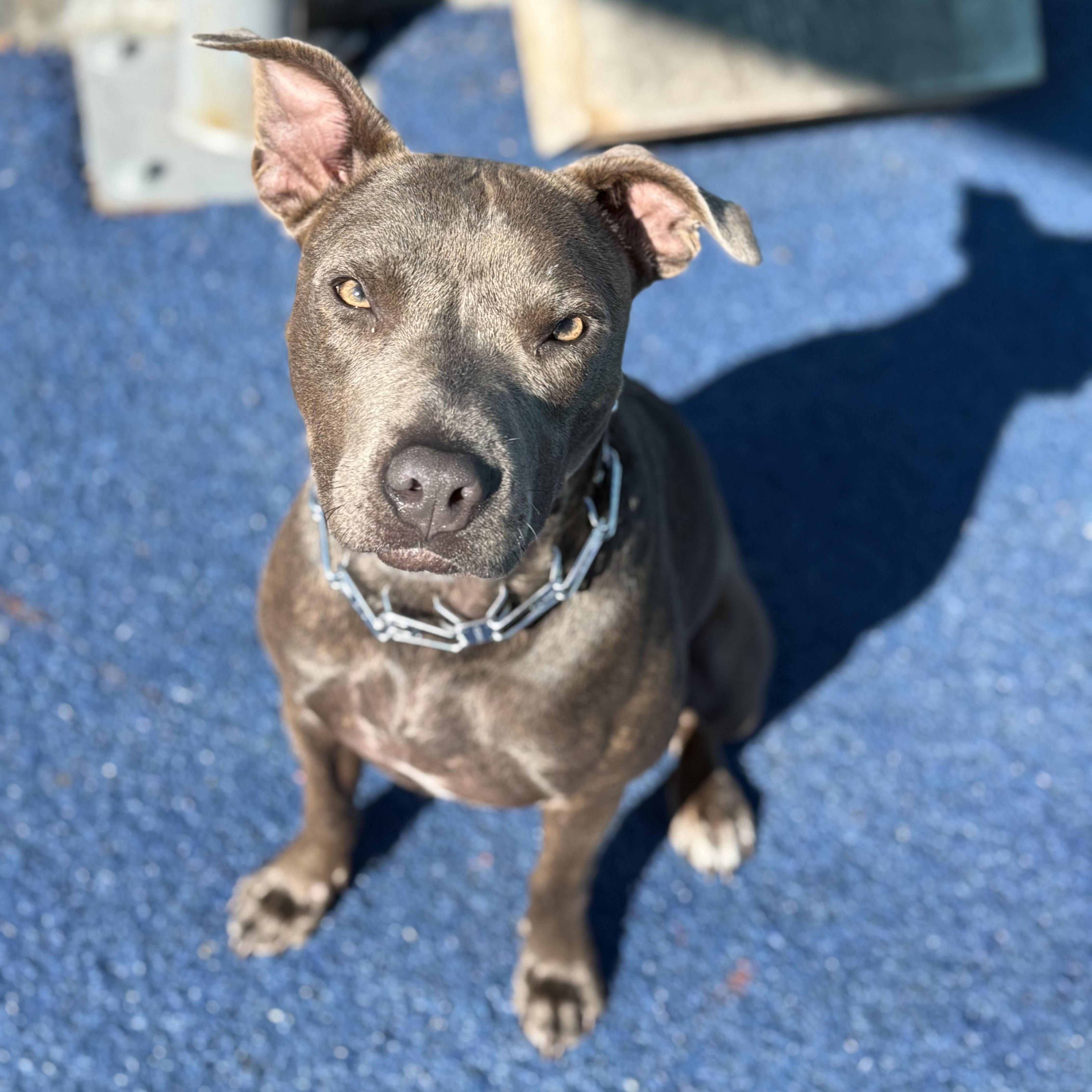 A young medium-sized female American Staffordshire Terrier dog named Porcini for adoption in La Mesa, CA