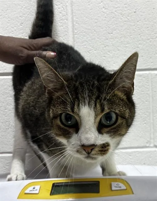An adult large-sized female Domestic Short Hair cat named Beverly for adoption in Upper Marlboro, MD