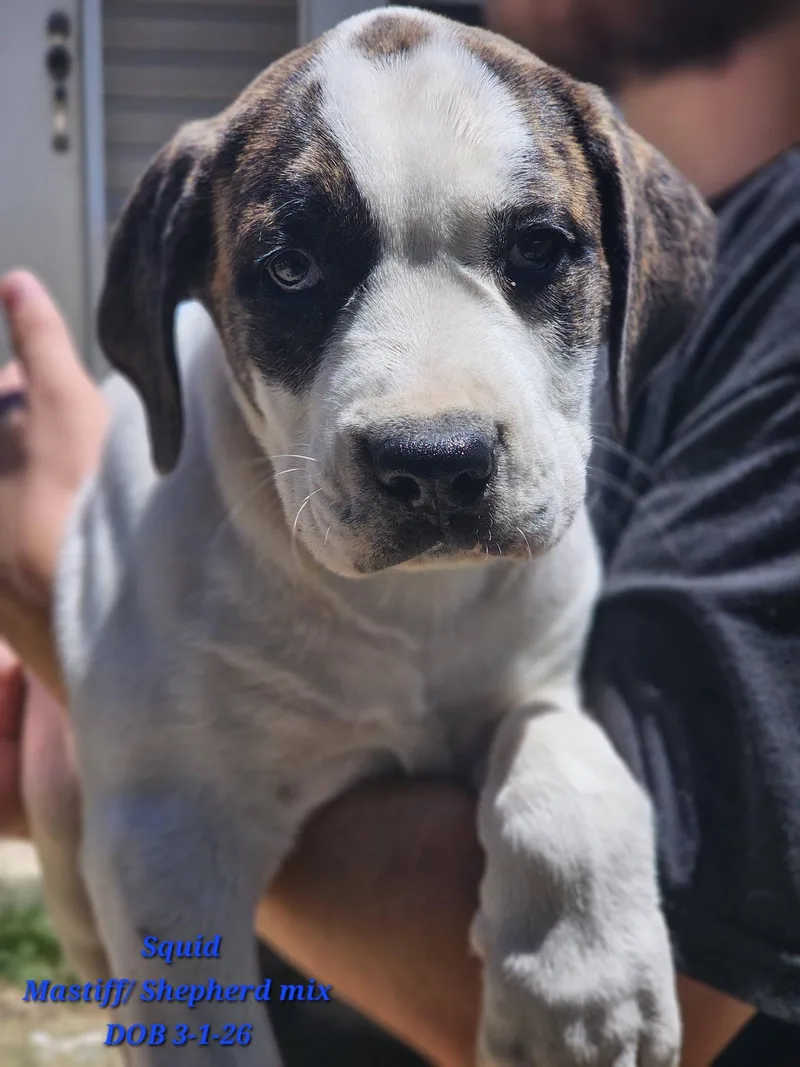 A baby medium-sized male Brindle Mastiff dog named Squid for adoption in Fort Payne, AL