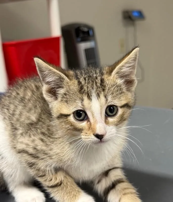 A young small-sized male Domestic Short Hair cat named Melvin for adoption in Yankton, SD