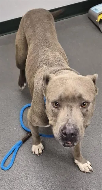 An adult large-sized male American Staffordshire Terrier dog named Tungsten for adoption in Corpus Christi, TX