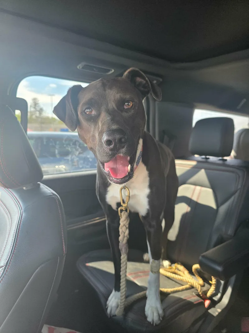 A young large-sized male Hound dog named Ralphie for adoption in Maybrook, NY