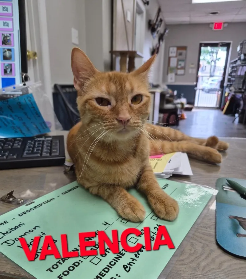 A young medium-sized female Domestic Short Hair cat named Valencia for adoption in Rome, GA