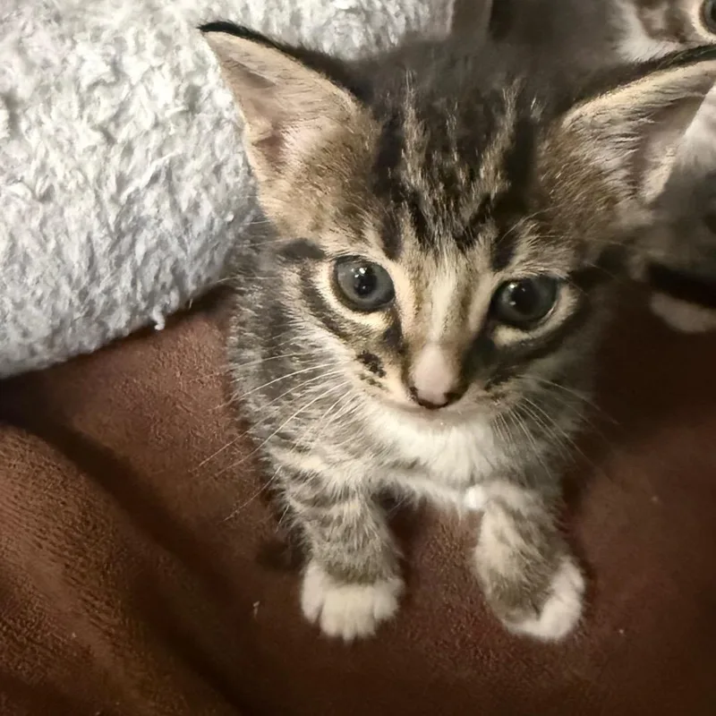 A baby small-sized female Gray / Blue / Silver Domestic Short Hair cat named Naan for adoption in Hamilton, GA