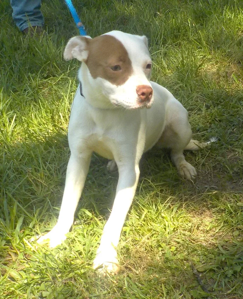 Bailey