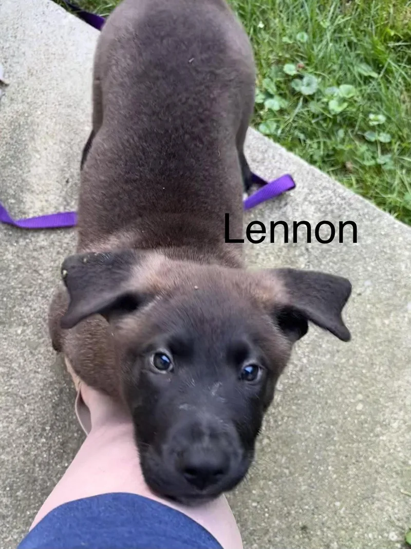 Jv Litter Lennon