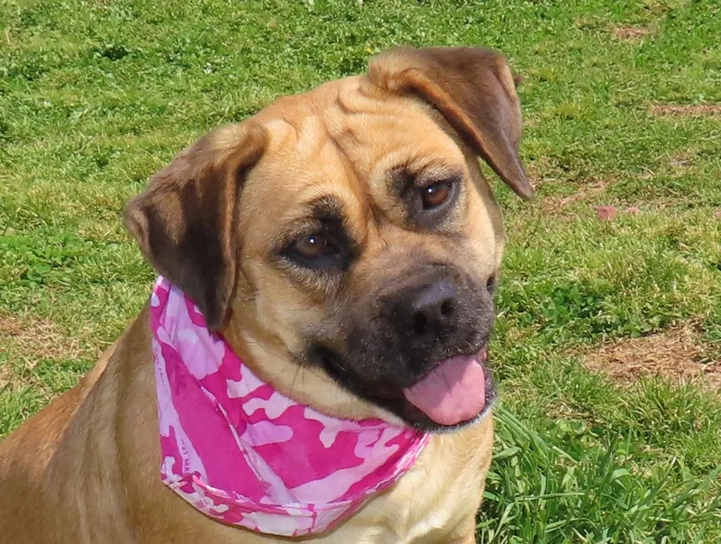 A young medium-sized female Beagle dog named Molly Cb for adoption in Rogers, AR