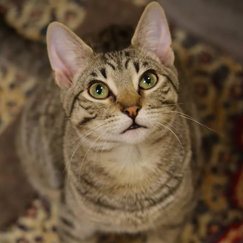 A baby medium-sized female Tabby (Brown / Chocolate) Domestic Short Hair cat named Mo for adoption in Owatonna, MN
