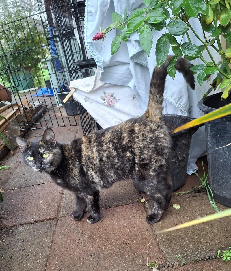 Thumbelina thumbnail 2