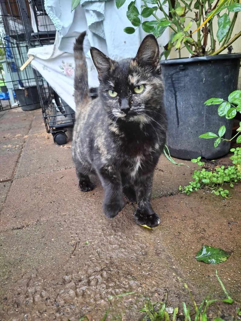 Thumbelina thumbnail 3