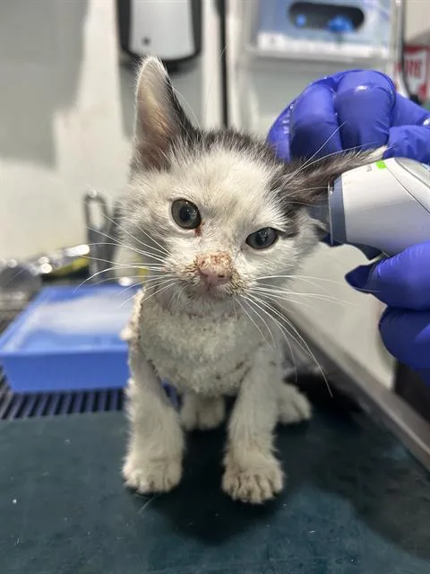 A baby medium-sized female Domestic Short Hair cat named Anini for adoption in Long Beach, CA