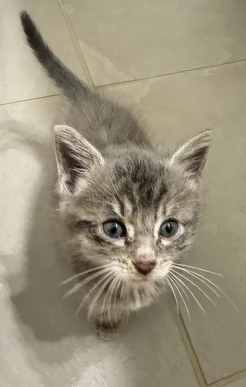 A baby medium-sized male Tabby (Gray / Blue / Silver) Domestic Short Hair cat named Dash for adoption in Nashville, TN