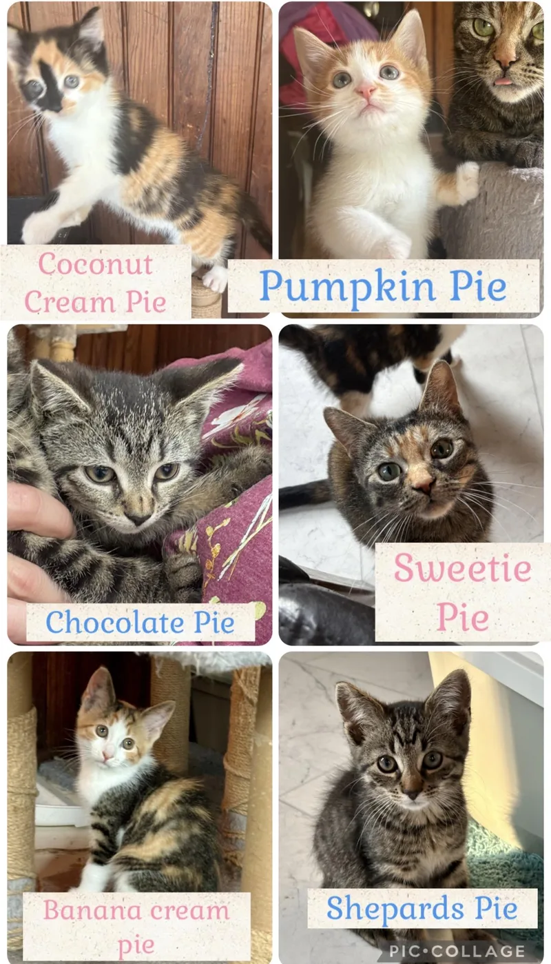 A baby medium-sized female Orange & White Domestic Short Hair cat named Pie Crew for adoption in Buffalo, NY