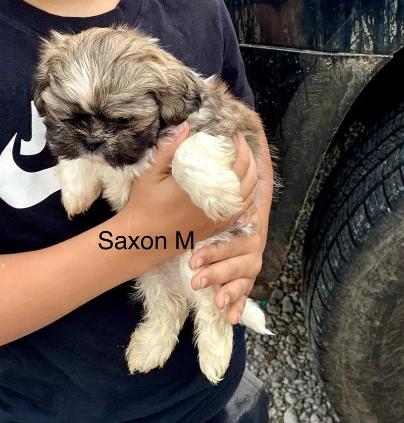 Saxon
