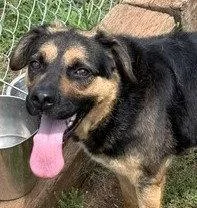 A young large-sized female German Shepherd Dog dog named Darla for adoption in Carrollton, GA