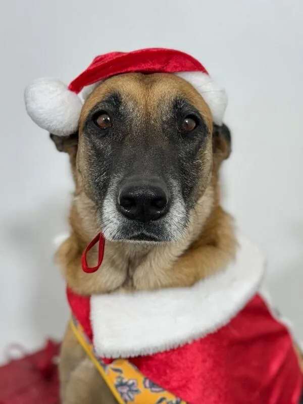 A young medium-sized female Black German Shepherd Dog dog named Mila for adoption in Carlsbad, CA