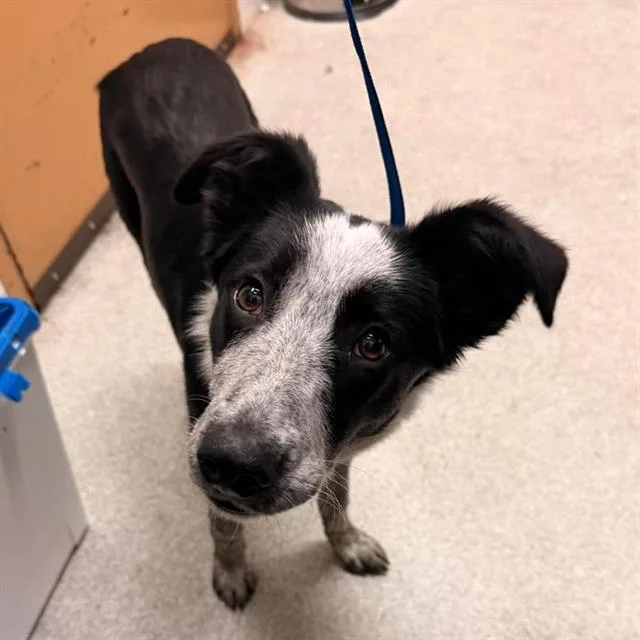 A young medium-sized female Australian Cattle Dog / Blue Heeler dog named Dakota for adoption in Alameda, CA