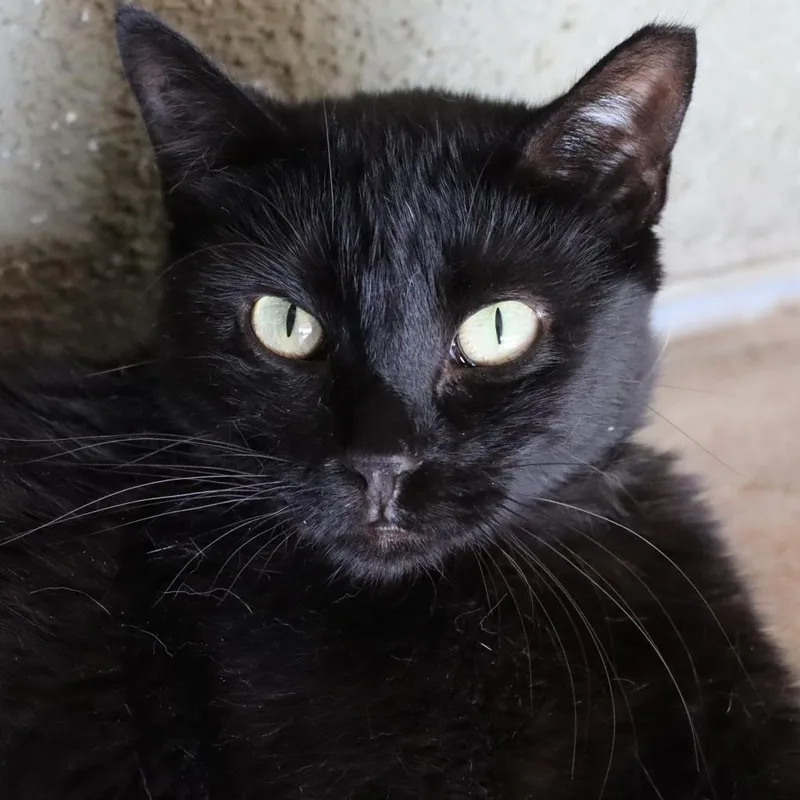 Cuttlefish thumbnail 2